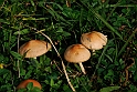 Parco Europa Autunno_024